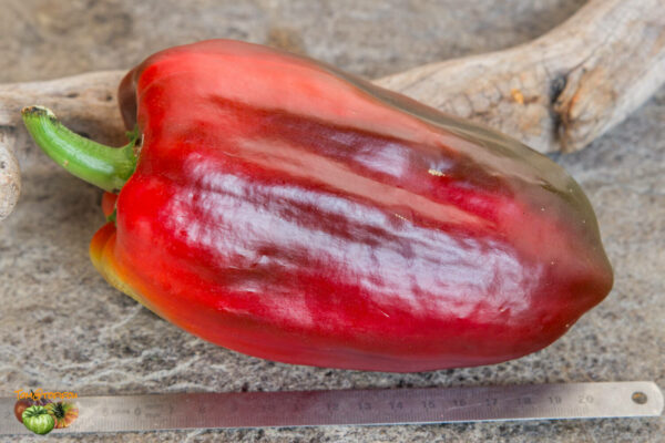 super giant sardegna red